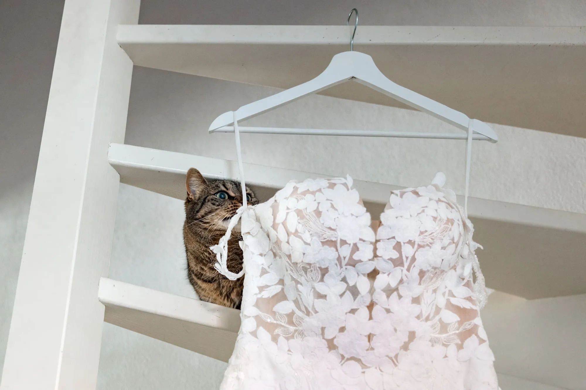 De trouwjurk hangt aan een kastdeur terwijl de kat er nieuwsgierig achter vandaan piept